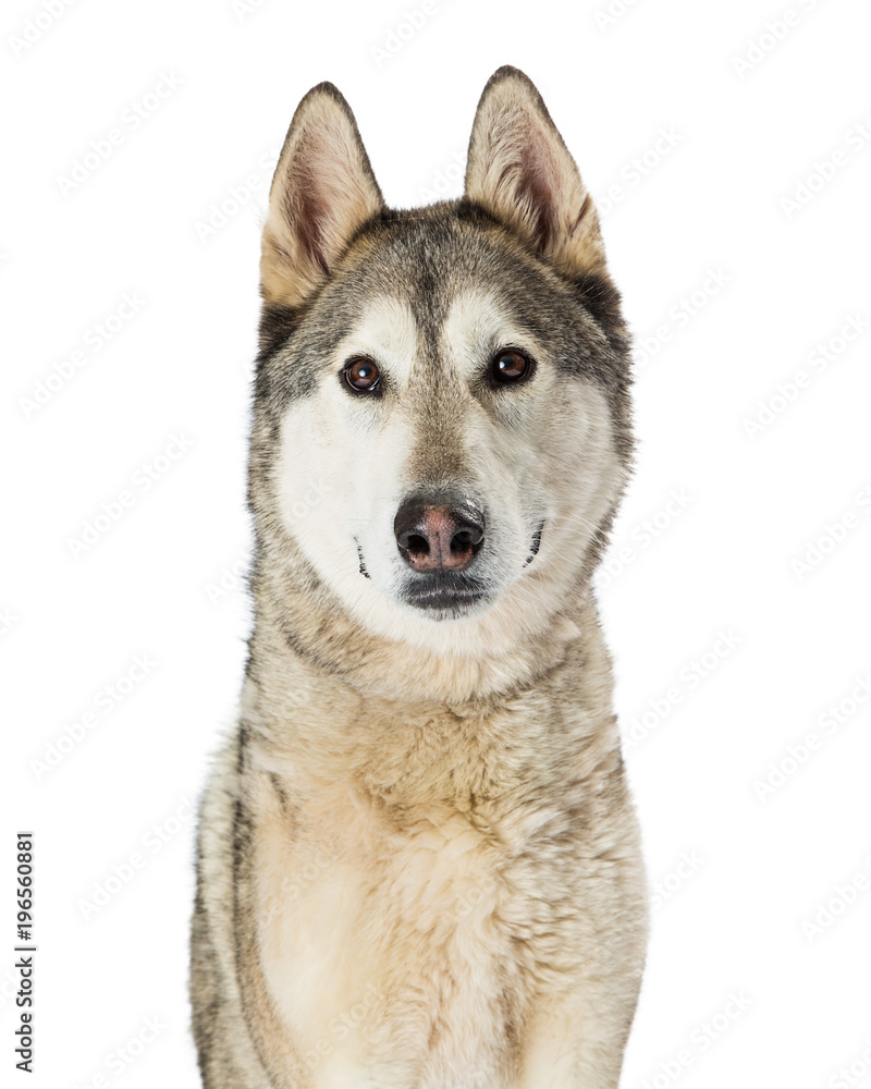 Siberian Husky Dog Closeup on White