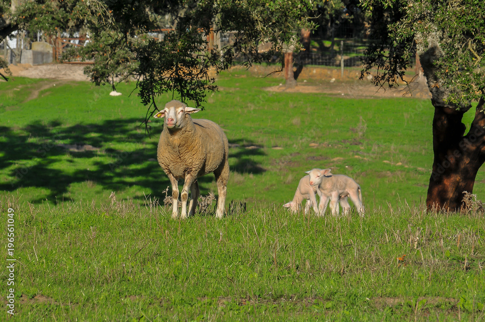 animal herbívoro