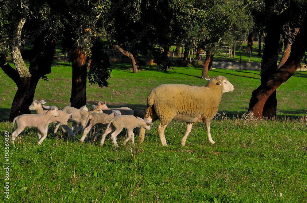 animal herbívoro