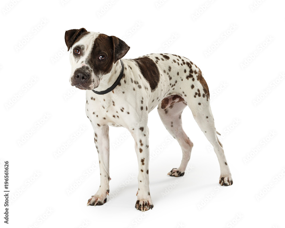 Cute medium size mixed terrier breed dog with white fur and black spots standing on white and looking into camera.