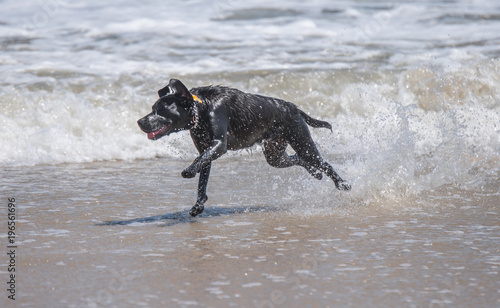 Funny black dog runnung on the beach