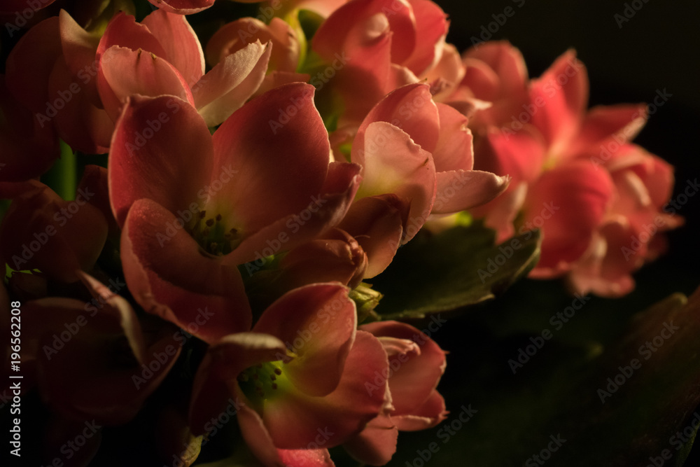 kalanchoe macro kalanchoe macro
