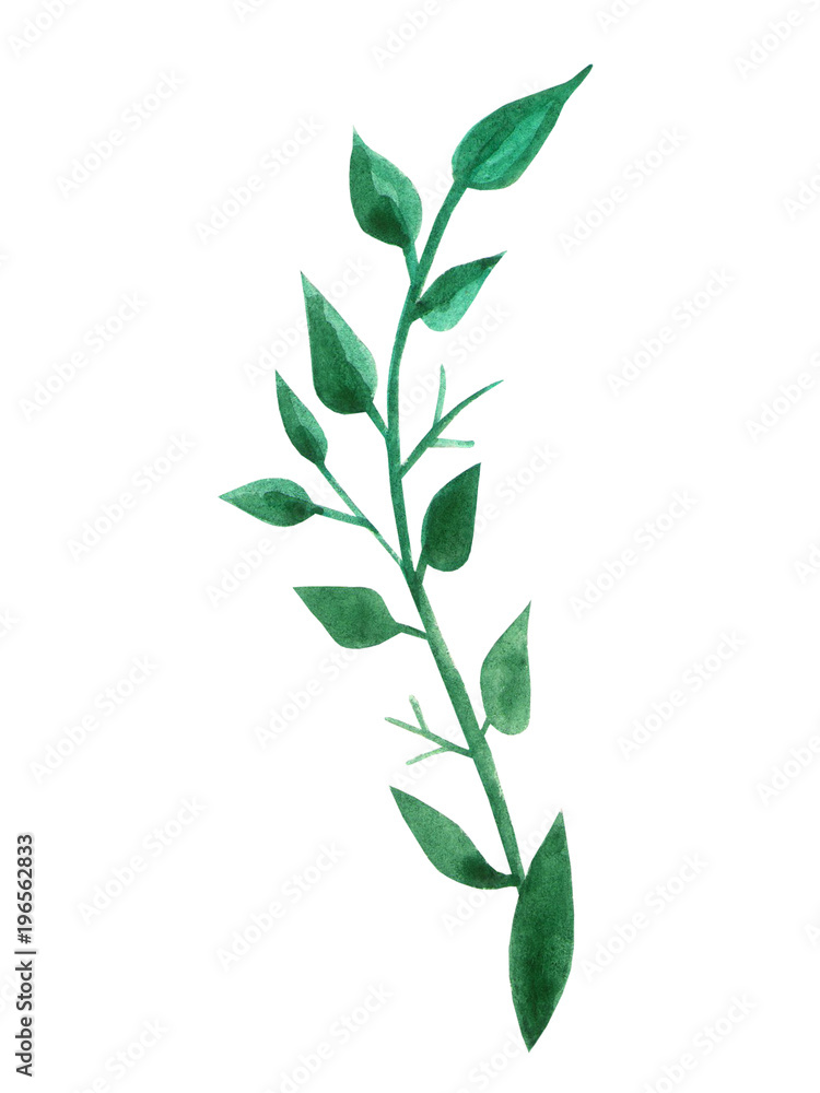 Hand drawn green leaf. Watercolor isolated object.