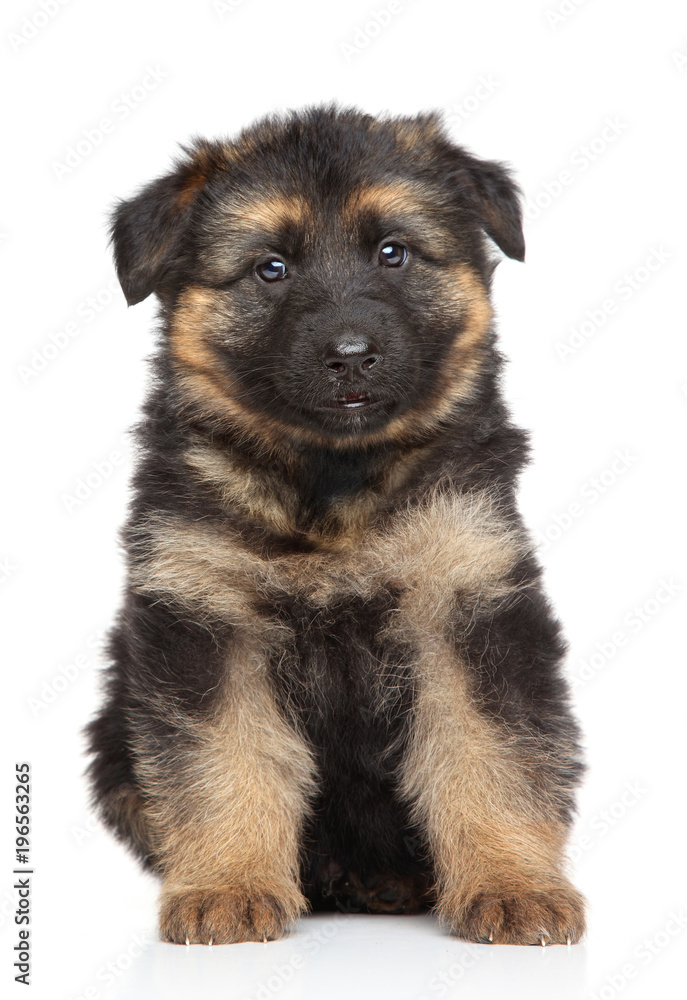 German shepherd puppy on white background German shepherd puppy on white background