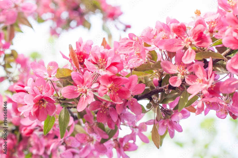 Apple tree pink flowers blossom