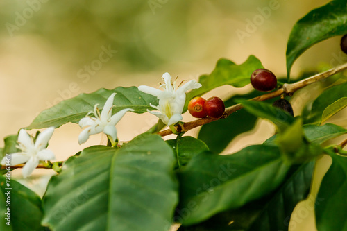white  coffee flower on coffee tree,