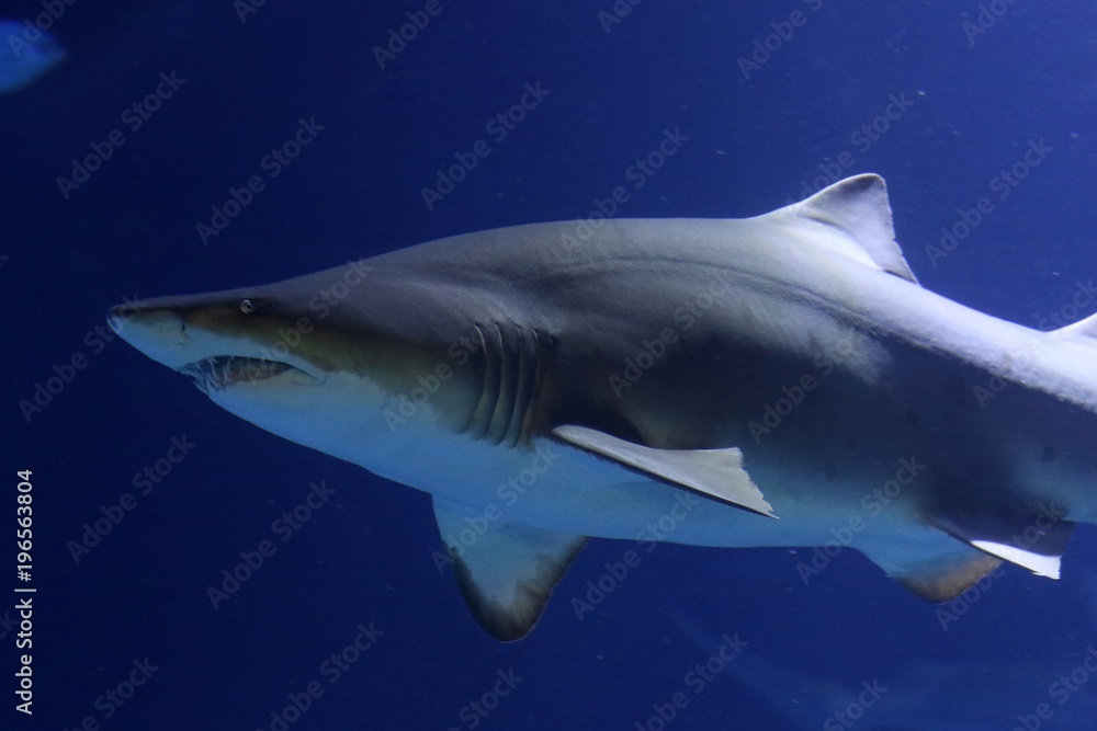 Fototapeta premium tiburones