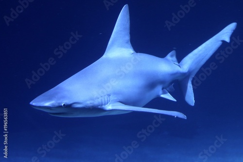 tiburones