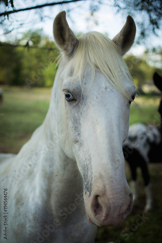 white horse blue eye