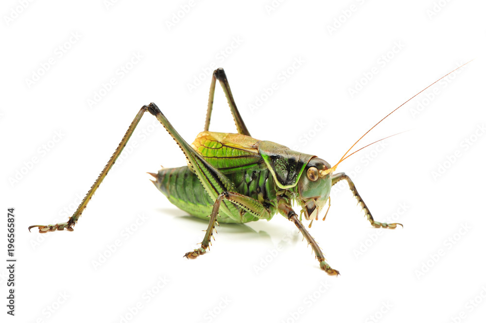 Macro image of a grasshopper isolated on white background Macro image of a grasshopper isolated on white background