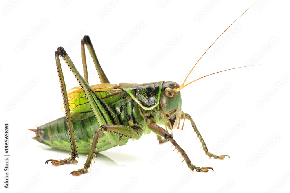 Macro image of a grasshopper isolated on white background Macro image of a grasshopper isolated on white background