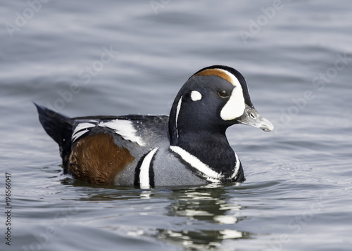 Harlequin Duck photo