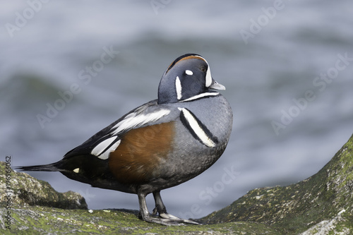 Harlequin Duck photo