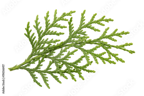 Leaves of pine tree or Oriental Arborvitae , Scientific Name:Thuja Orientalis , on white background
