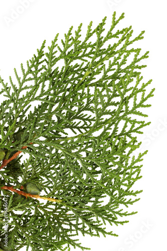 Leaves of pine tree or Oriental Arborvitae , Scientific Name:Thuja Orientalis , on white background