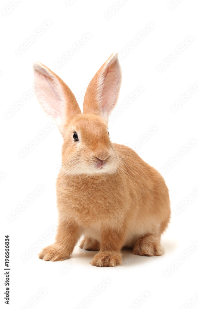 orange rabbit on white background orange rabbit on white background