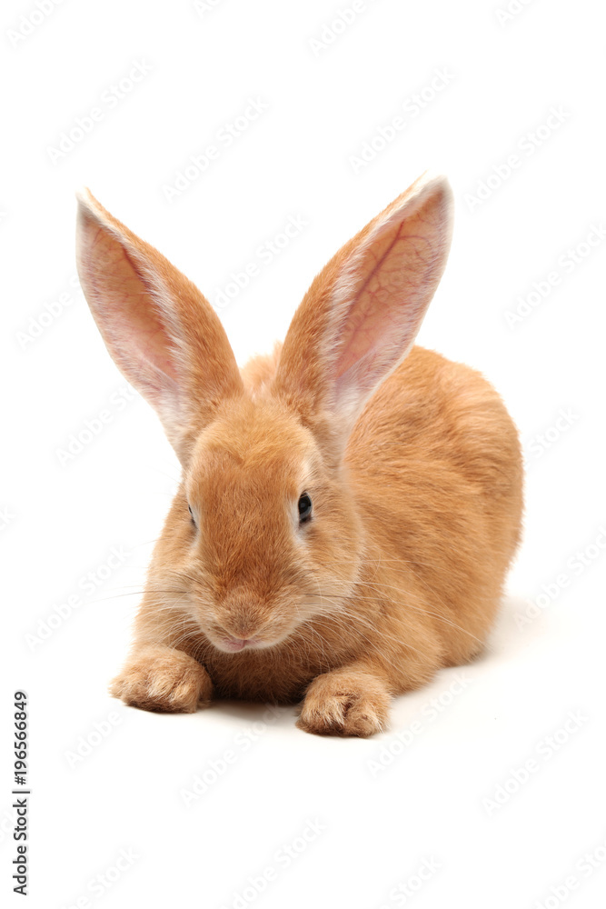 orange rabbit on white background 