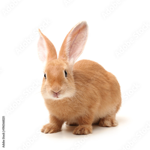 orange rabbit on white background 