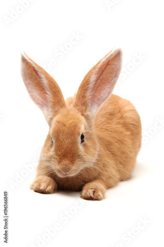 orange rabbit on white background 