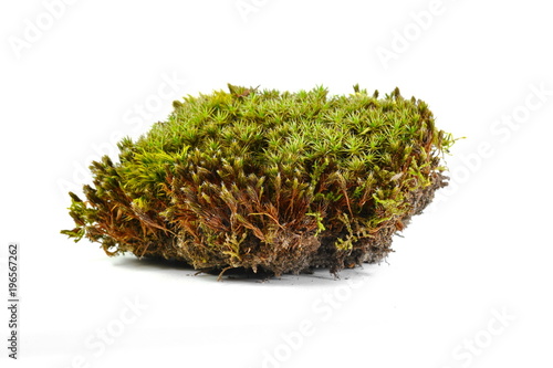 Green moss. Closeup. Isolated on white background. Studio photography.