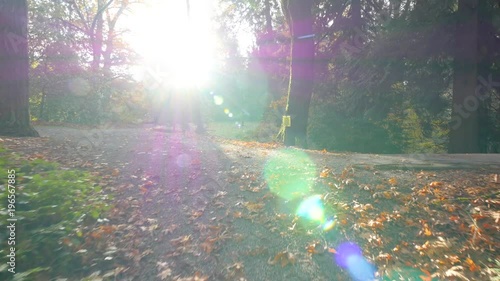 Video in motion along the park alley. Walk in the autumn park. Nature video. Park landscape. Washington park arboretum, Seattle, WA, USA. 4K, 3840*2160, high bit rate, UHD