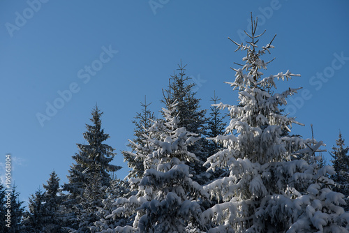 winter landscape in forest at sunset