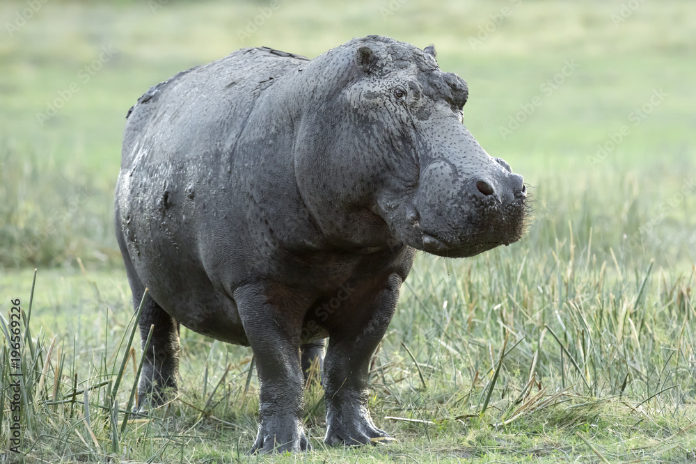 Naklejka premium Hippo in the Okavango Delta