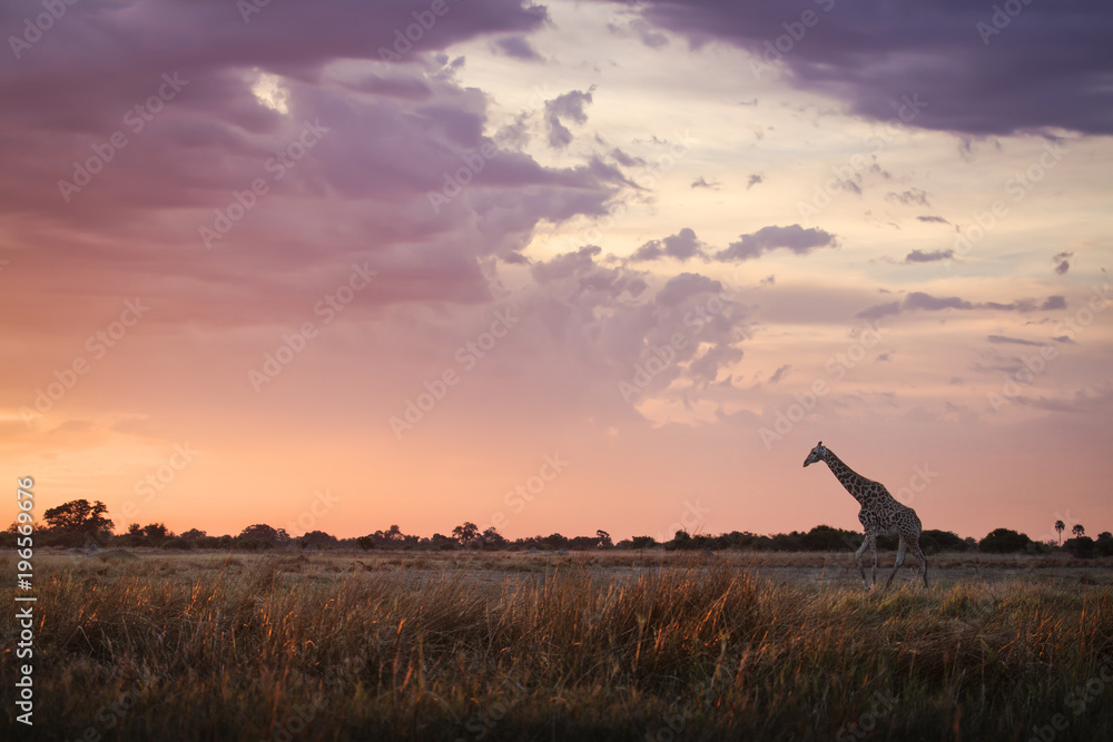 Naklejka premium Giraffe walking at sunrise