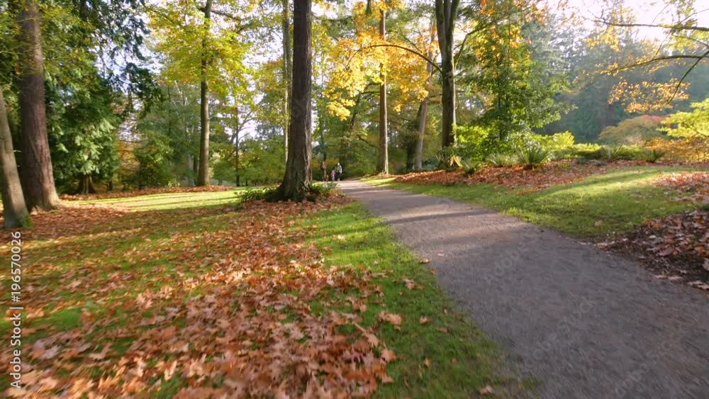 Video in motion along the park alley. Walk in the autumn park. Nature video. Park landscape. Washington park arboretum, Seattle, WA, USA. 4K, 3840*2160, high bit rate, UHD Video in motion along the park alley. Walk in the autumn park. Nature video. Park landscape. Washington park arboretum, Seattle, WA, USA. 4K, 3840*2160, high bit rate, UHD
