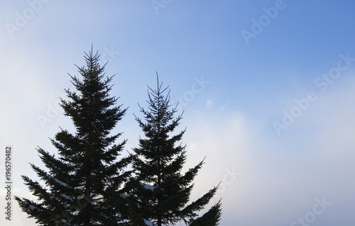 冬 木 空 雲 素材