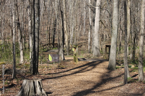 Old brige at the forest