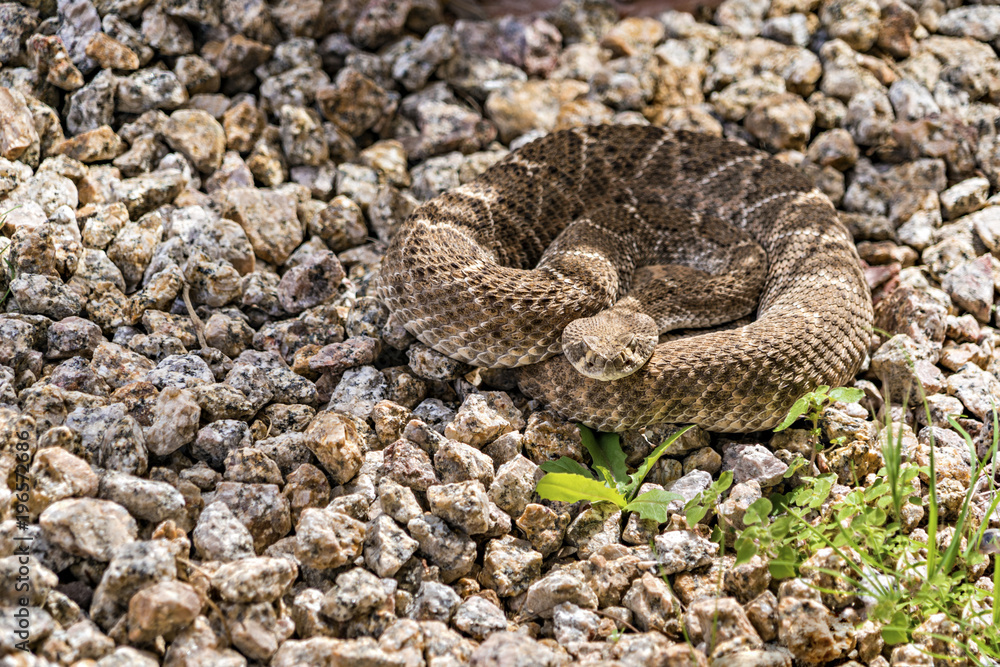 Fototapeta premium Rattlesnake Stare