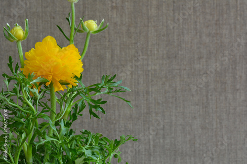 Yellow ranunculus flower on gray background made of flax. Decorative plant.
