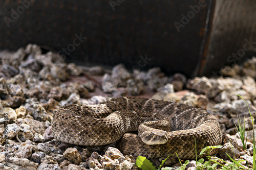 Rattlesnake Resting