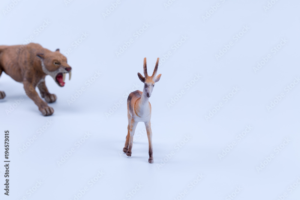 Obraz premium Thomson's gazelle toy with Smilodon saber-toothed following stalking with white background