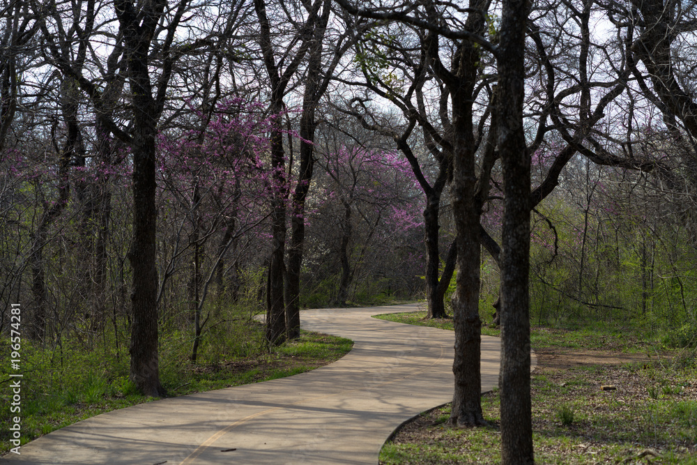 Concrete path between blossoming and blooming trees on a sunny spring day in the city park Concrete path between blossoming and blooming trees on a sunny spring day in the city park