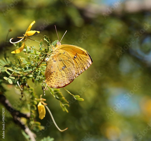 Orange Barred Sulphur butterfly arches it's white abdomen and lays eggs on a Desert Cassia tree. photo