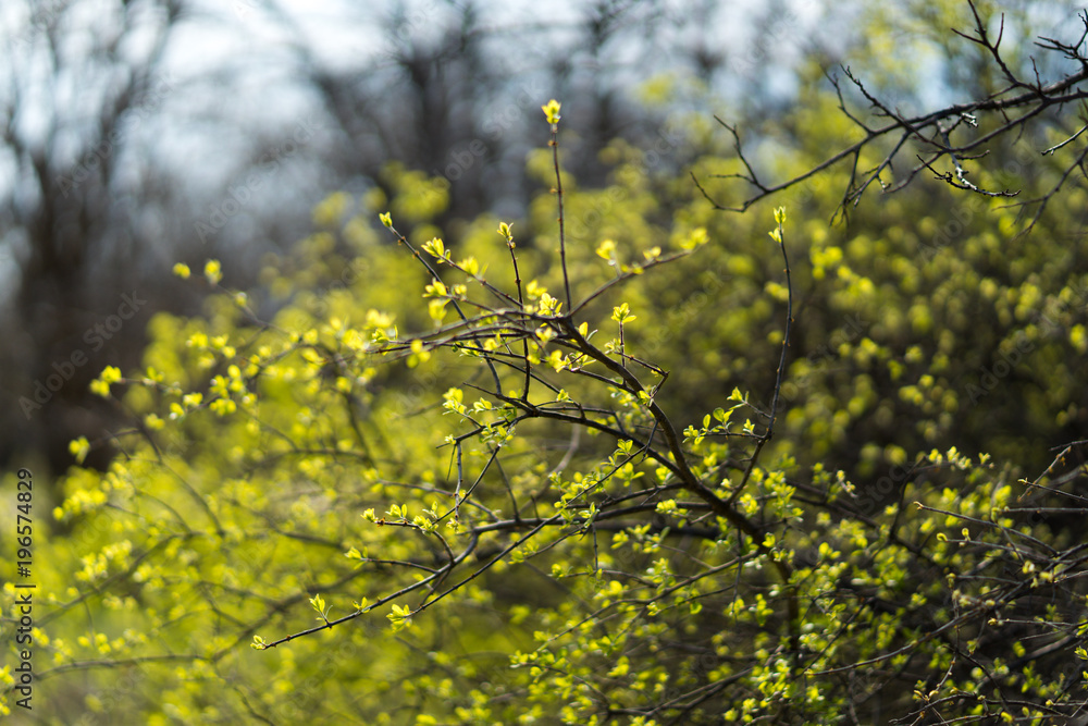 Green fresh leaves on the branches of a tree on a sunny spring day in the park Green fresh leaves on the branches of a tree on a sunny spring day in the park