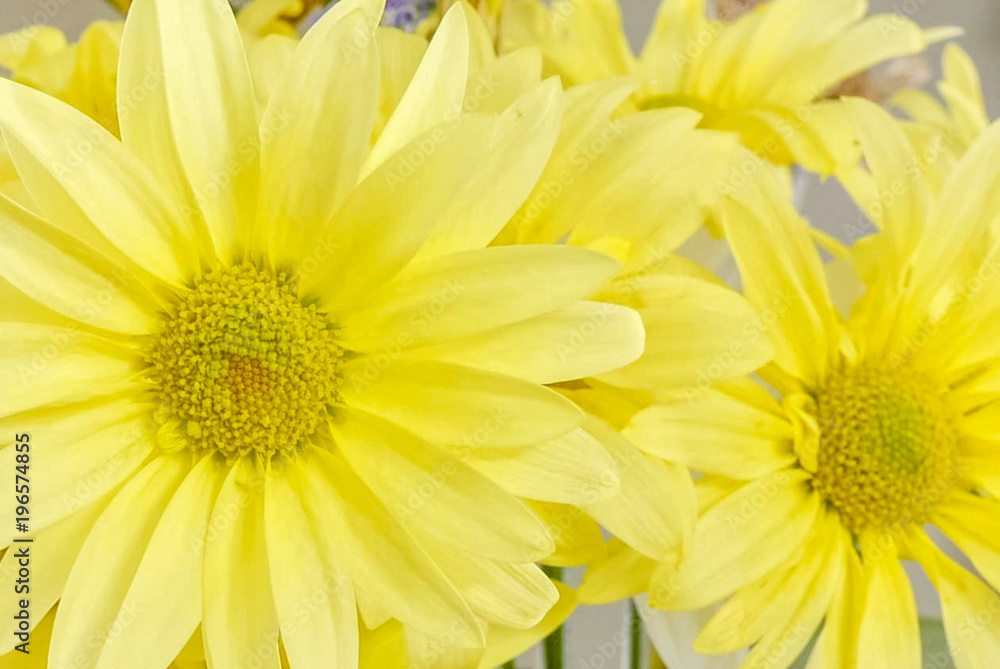 Naklejka premium Sun Kissed Flower