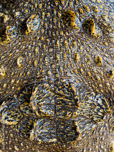crocodile Leather background texture