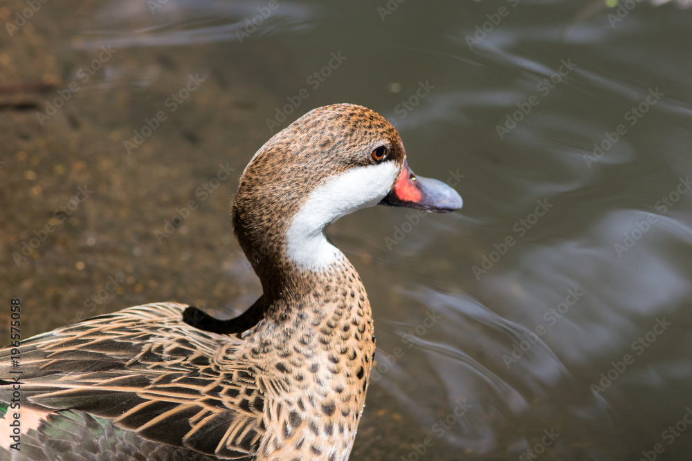 Lesser whistling duck