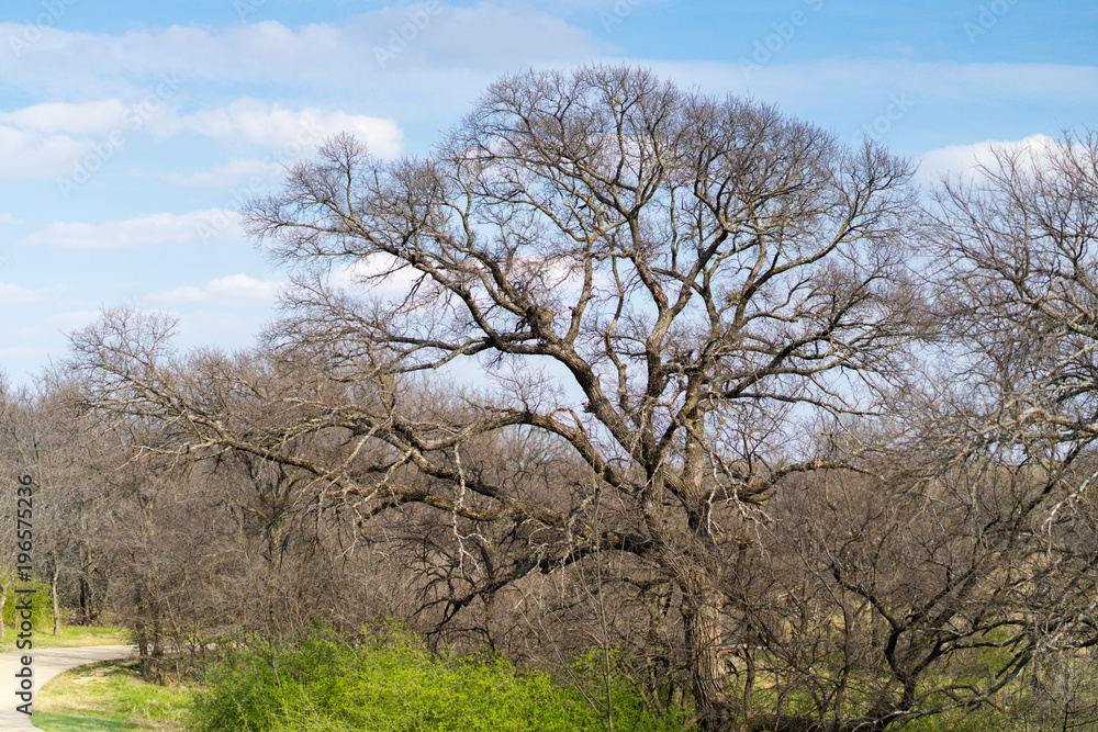 Spring Park on a sunny afternoon in Texas Spring Park on a sunny afternoon in Texas
