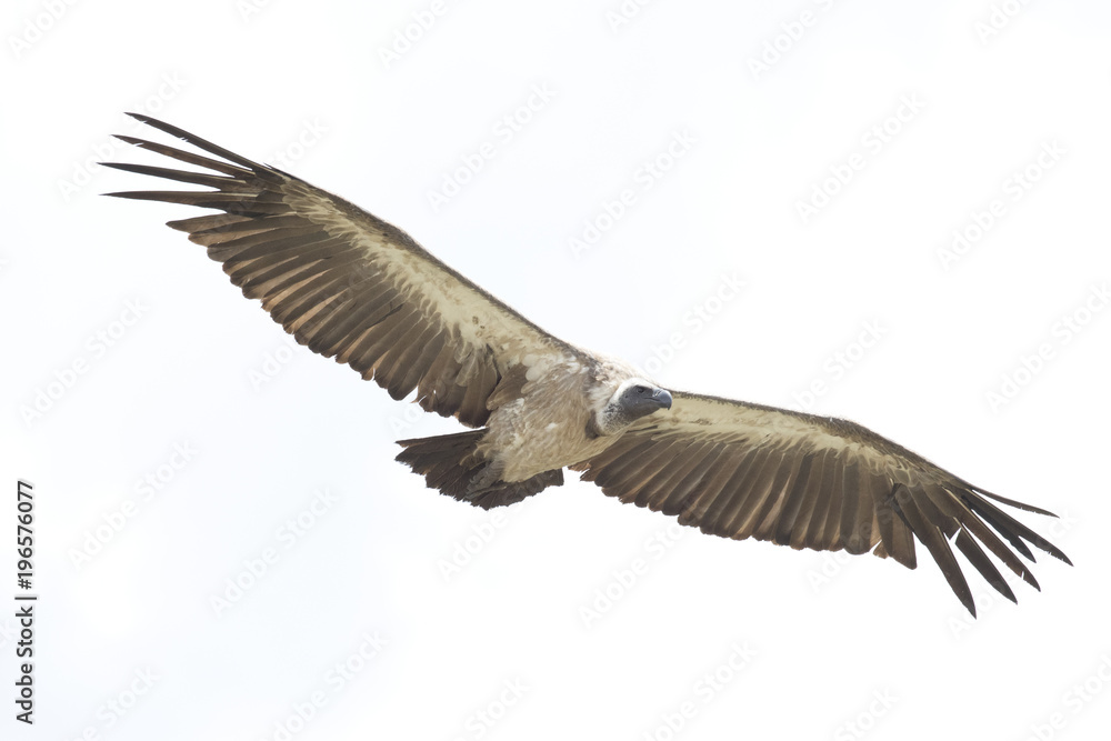 Fototapeta premium Vulture flying in the sky