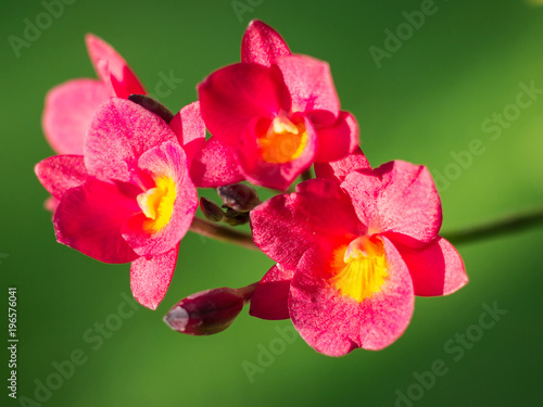 bright red orchids