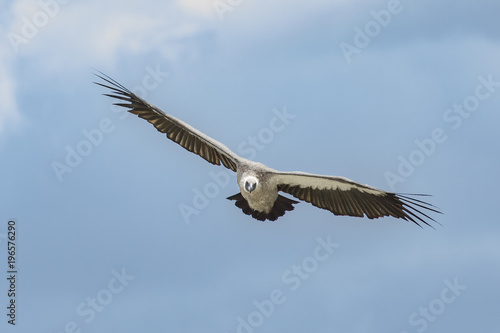 Vulture flying in the sky