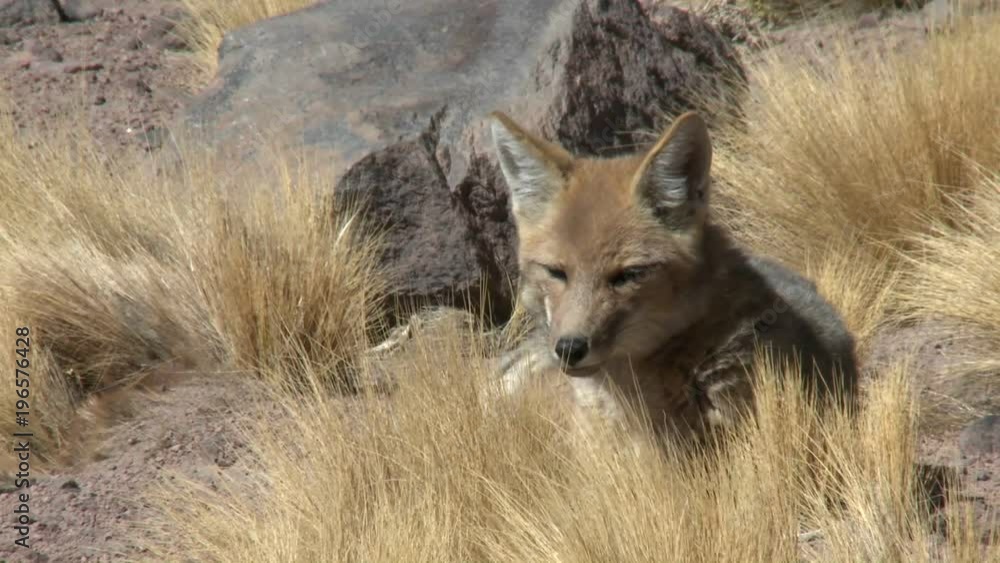 A desert fox in the altiplano above San Pedro de Atacama, Chile. A desert fox in the altiplano above San Pedro de Atacama, Chile.