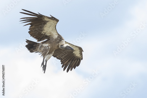 Vulture flying in the sky © 2630ben