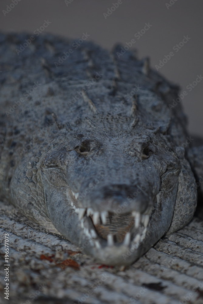 Obraz premium Crocodile Nap