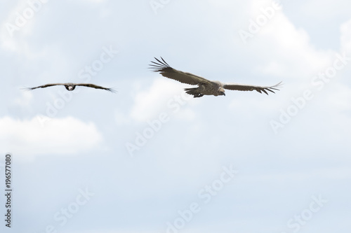 Vulture flying in the sky © 2630ben