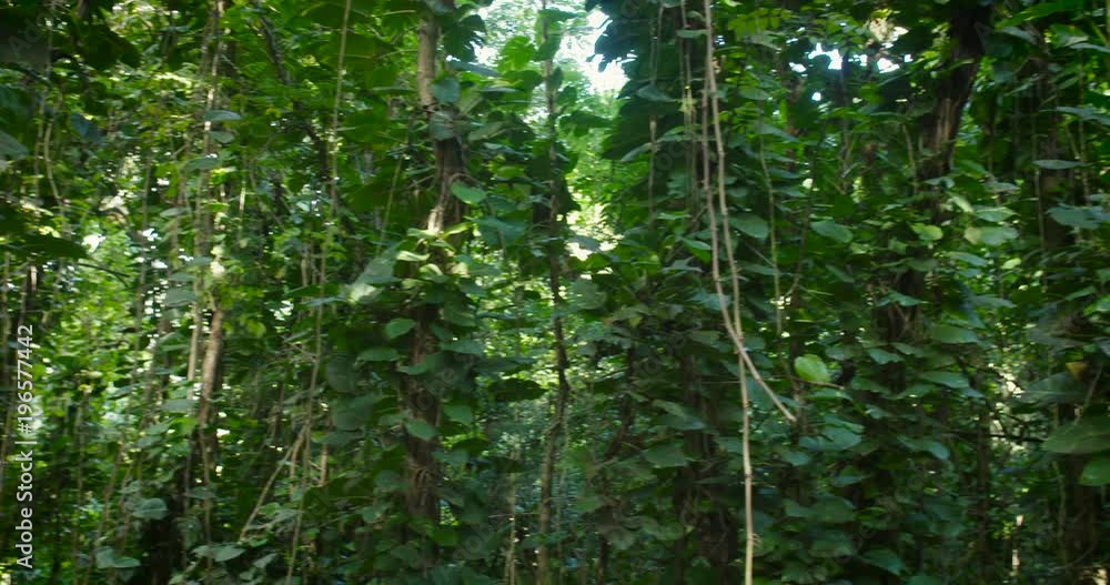 Panning shot across a deep jungle or rainforest canopy. Panning shot across a deep jungle or rainforest canopy.
